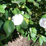Flores thumbnail 2