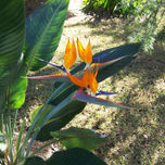 Flores thumbnail 1