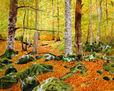Bosque de Irati