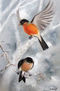 Pájaros en invierno