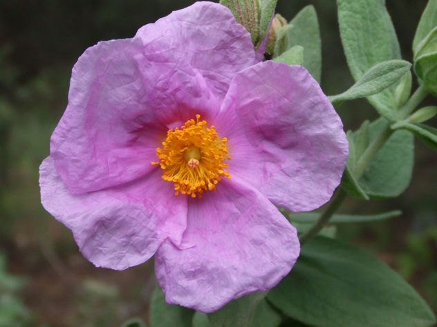 Flor arrosada de la sierra.