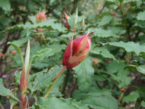 Capullo de una rosa.