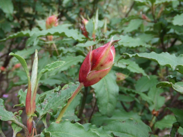 Capullo de una rosa. 