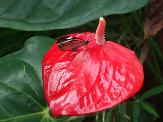 Mariposa posada en una hoja.