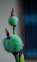 Flor