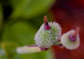 Flor