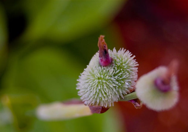 Flor