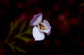 FLor