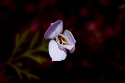 FLor