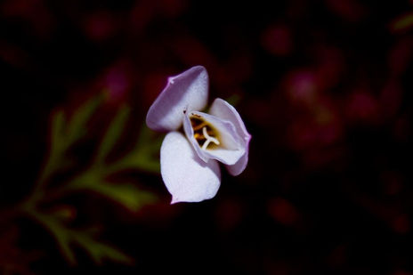 FLor