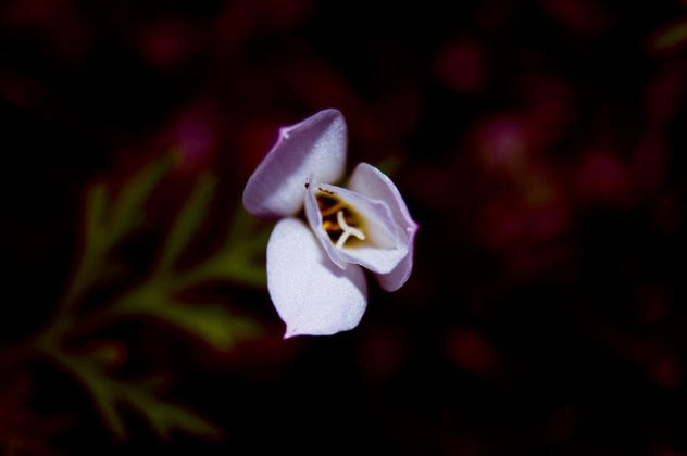 FLor