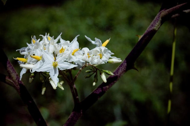 Flores 