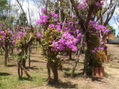 Jardin Las Guarias 2