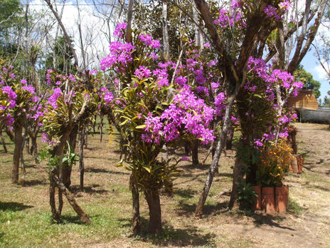Jardin Las Guarias 2