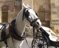 Caballo.