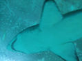 tiburon