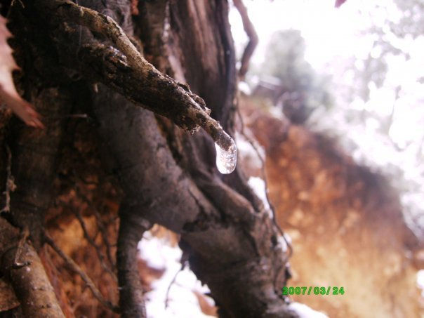 Gota de agua sobre un palo. 