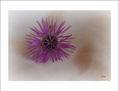 Flor de card (2)