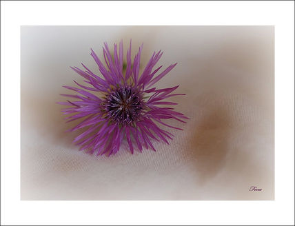 Flor de card (2)