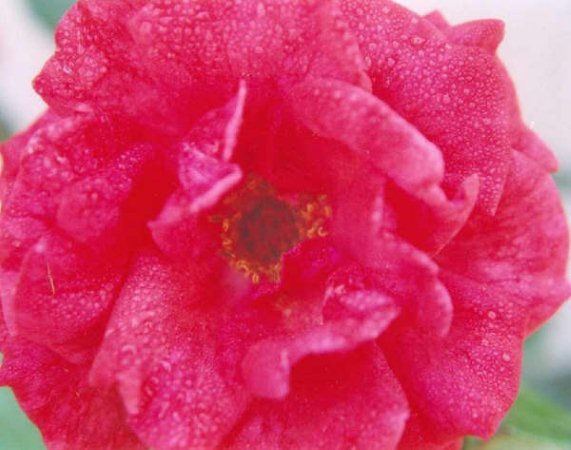 flor