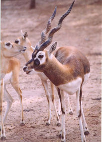 Antilopes