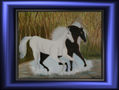 caballos