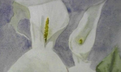 FLORES Y PLANTAS