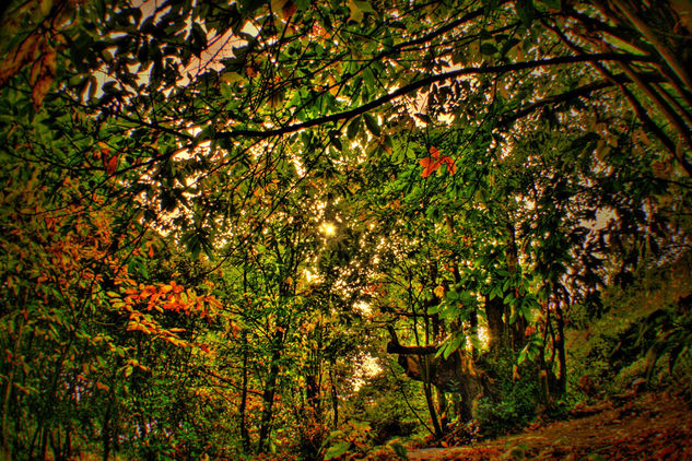 otoño Naturaleza Color (Digital)