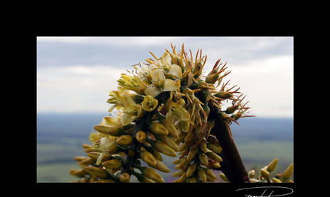 Pedra do Fritz - Brazil