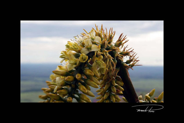 Flores do Fritz 1 Nature Color (Digital)