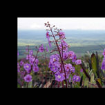 Pedra do Fritz - Brazil thumbnail 2