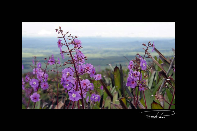 Flores do Fritz 2 Naturaleza Color (Digital)