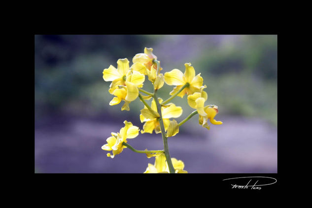 Orquideas Nature Color (Digital)