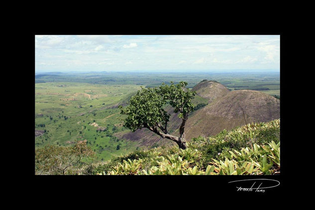 Bonsai Nature Color (Digital)