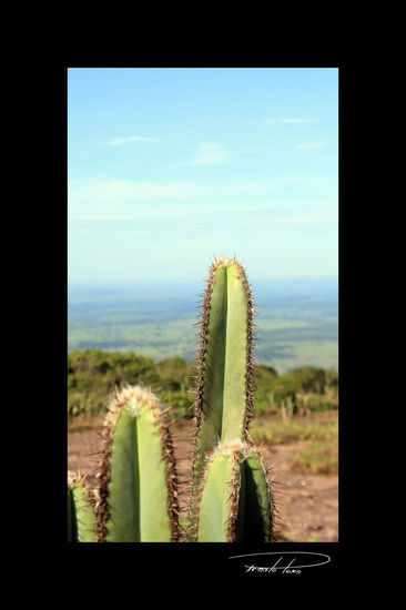 Cactos Nature Color (Digital)