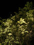 Follaje nocturno