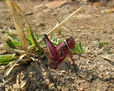 Saltamonte rojo