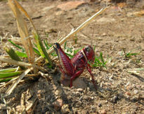 Saltamonte rojo