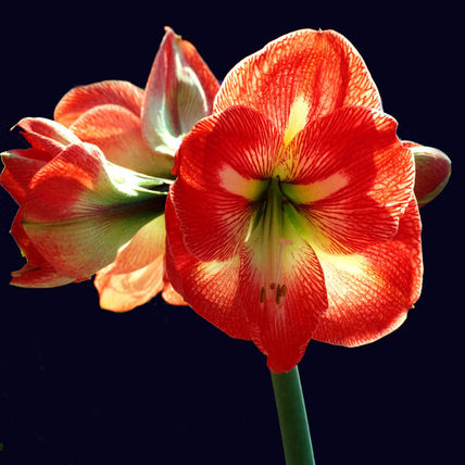 Flores. Blumen (2061)