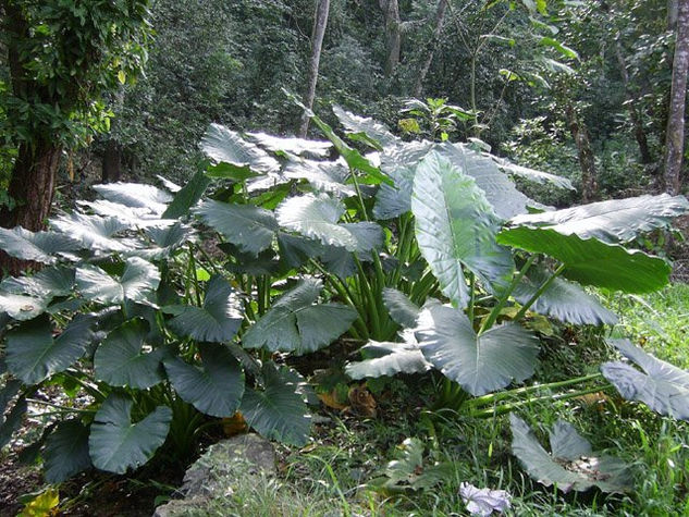 Por el Rio San Juan 