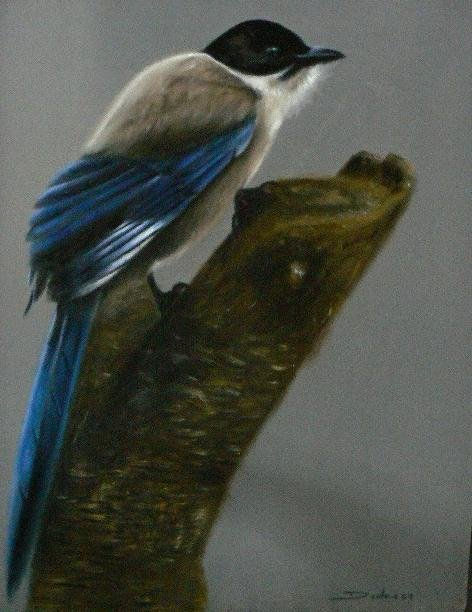el pajaro