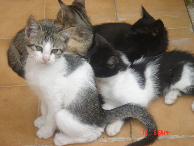 otra fotos de mis gatios