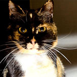 El Gato.Unapasión personal. thumbnail 2
