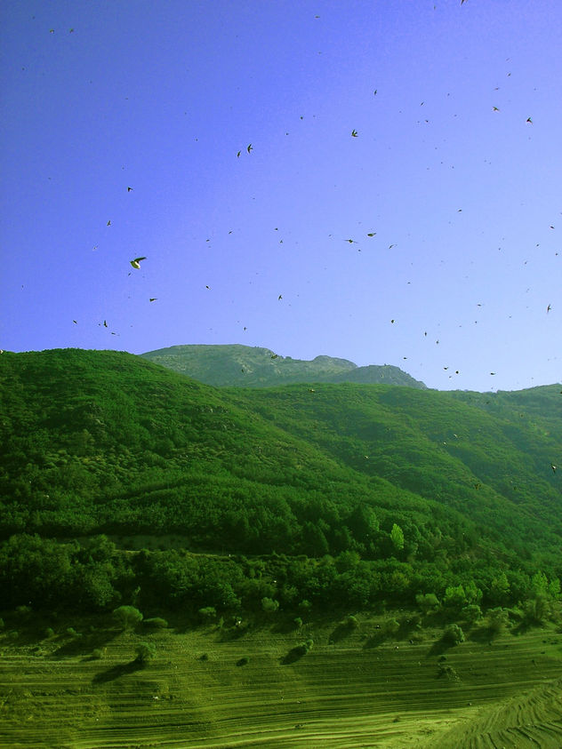 Lluvia de pájaros / Birds raining