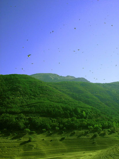 Lluvia de pájaros / Birds raining Nature Color (Digital)