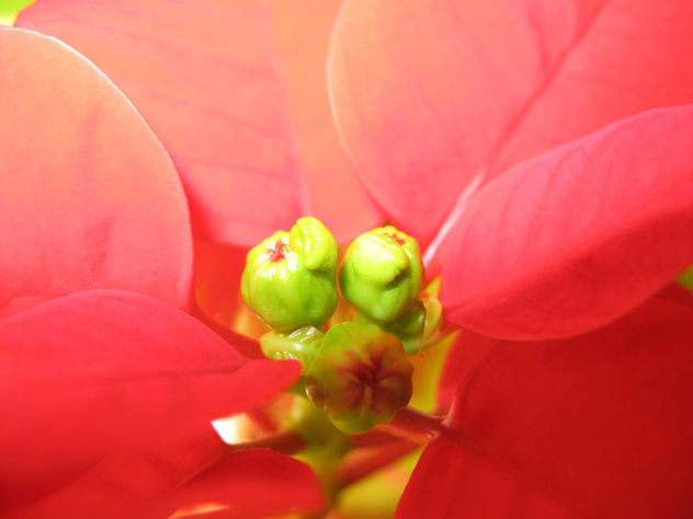 Germinación / Germination