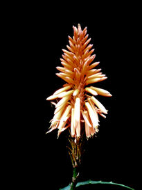 Aloe 03