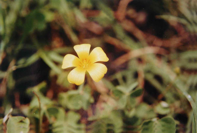 CINCO PETALOS Naturaleza Color (Química)