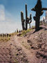 CARDONES DE INCAHUASI