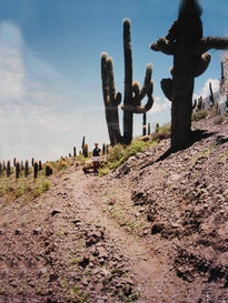 Cardones de incahuasi